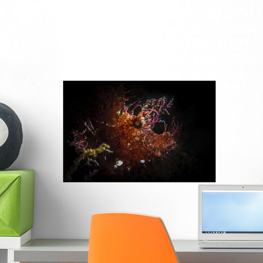 Rhinopias Frondosa Backlit with Wall Decal