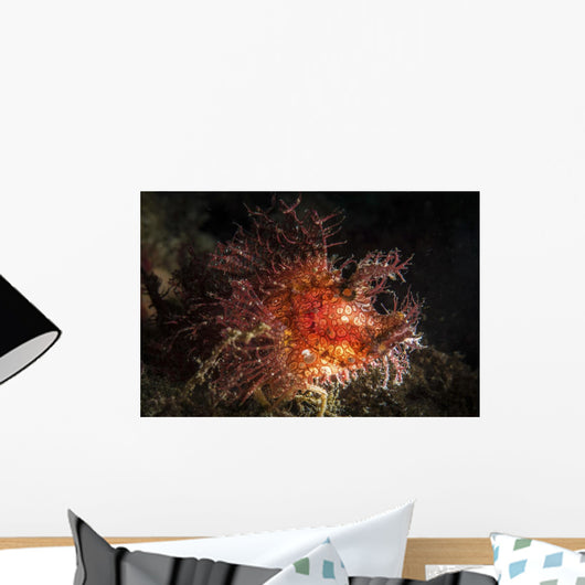 Red Rhinopias under Spotlight Wall Decal
