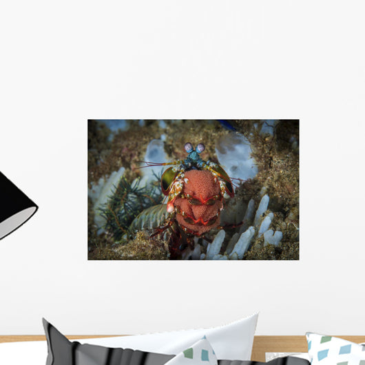 Peacock Mantis Shrimp Wall Decal