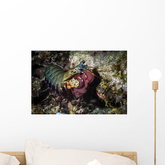 Peacock Mantis Shrimp Gathers Wall Decal