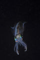 Reef Squid Hovers Vertical Wall Decal