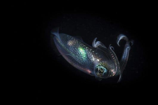 Reef Squid Hovers Wall Decal