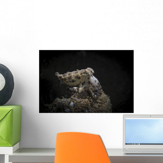 Blue Ringed Octopus Settles Wall Decal