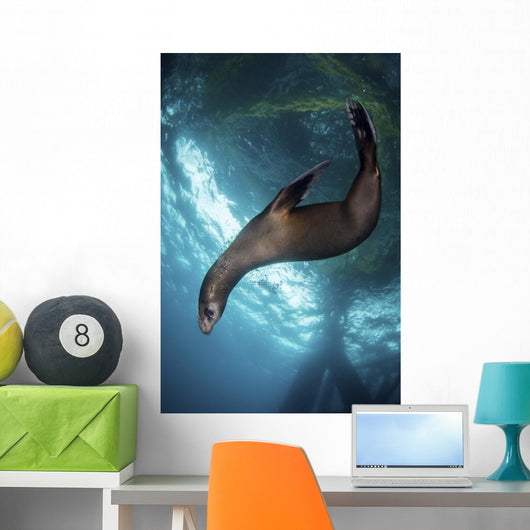 Young Sea Lion Plays Vertical Wall Decal