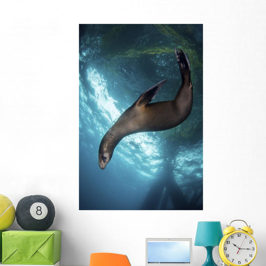 Young Sea Lion Plays Vertical Wall Decal