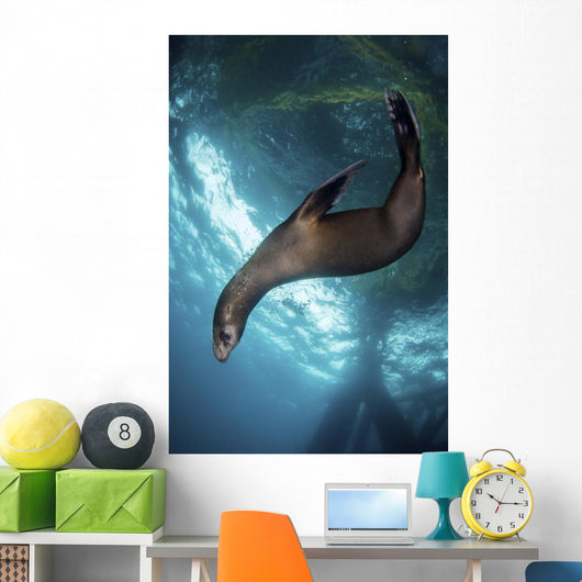 Young Sea Lion Plays Vertical Wall Decal