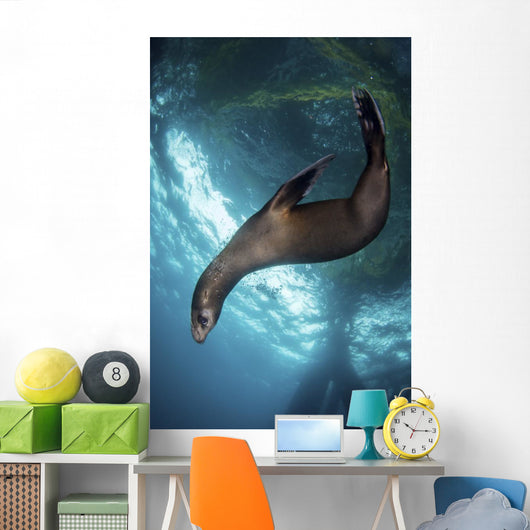 Young Sea Lion Plays Vertical Wall Decal