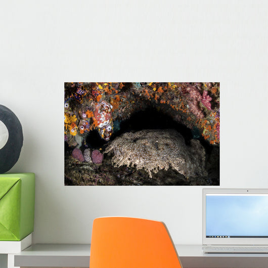 Wobbegong Shark Sleeps under Wall Decal