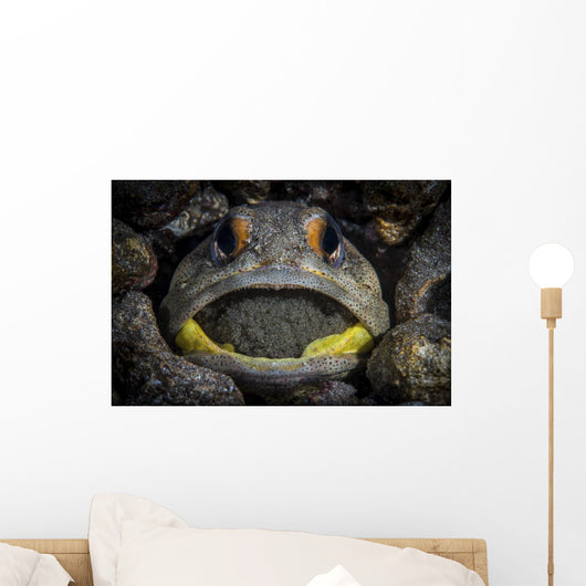 Giant Jawfish Brooding Eggs Wall Decal