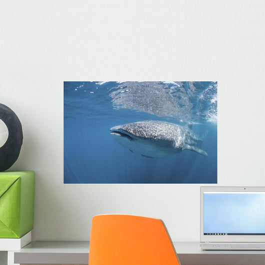 Whale Shark Sea Cortez Wall Decal