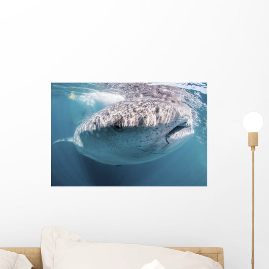 Whale Shark Sea Cortez Close-up Wall Decal
