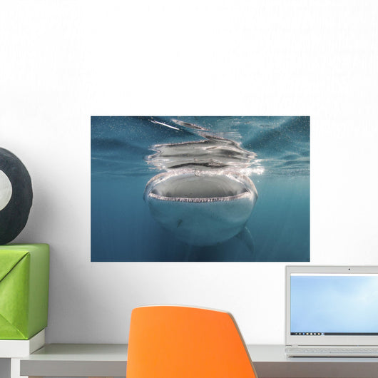 Whale Shark Feeding Plankton Wall Decal