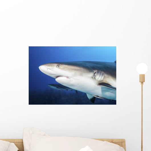 Caribbean Reef Sharks Grand Wall Decal