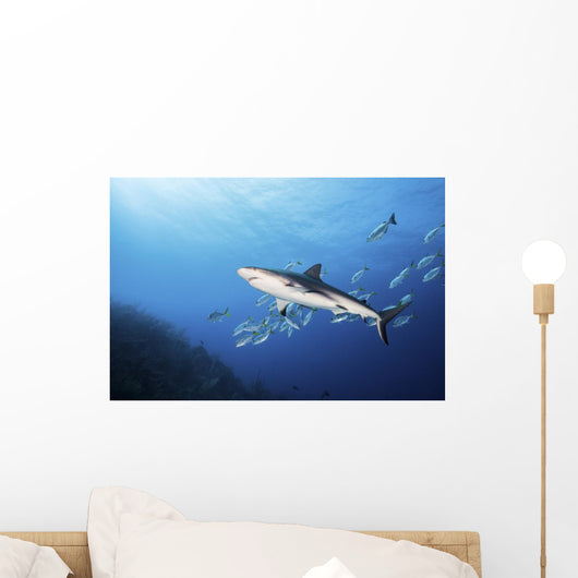 Caribbean Reef Shark Distant Wall Decal