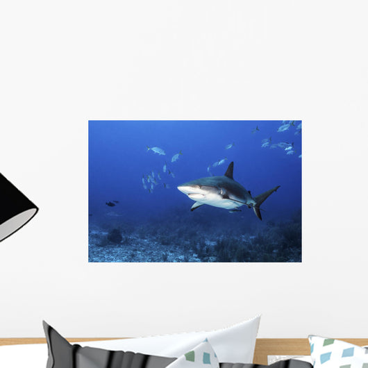 Caribbean Reef Shark Swimming Closer Wall Decal