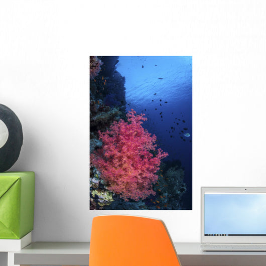 Beautiful Soft Coral Clings Wall Decal