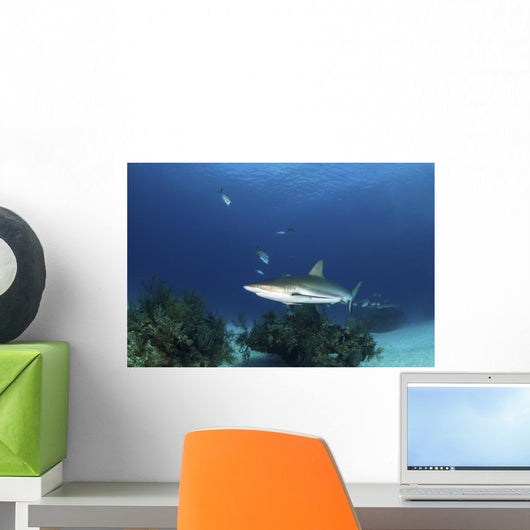 Caribbean Reef Shark Grand Wall Decal