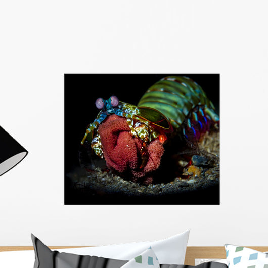 Peacock Mantis Shrimp Close-up Wall Decal