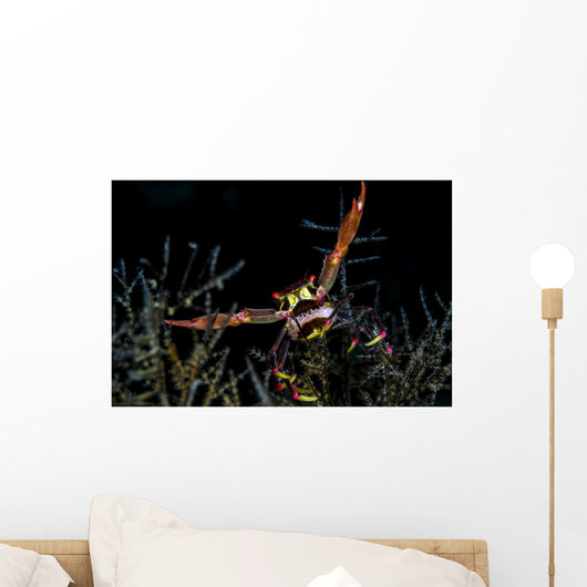 Black Coral Crab with Wall Decal