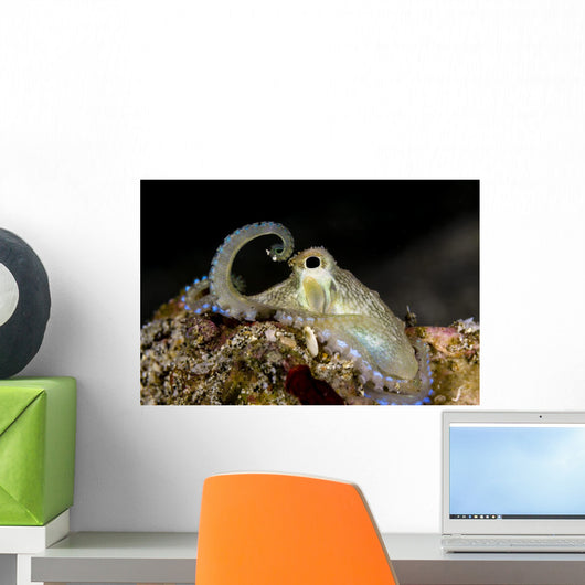 Coconut Octopus Anilao Philippines Wall Decal