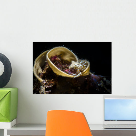 Cratena Nudibranch Eggs Anilao Wall Decal