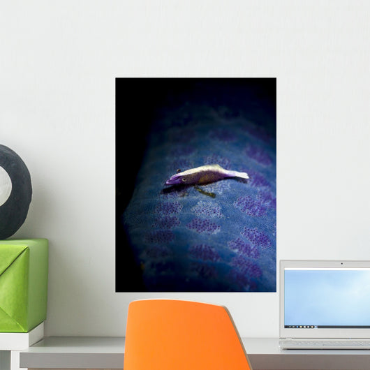Sea Star Shrimp Blue Wall Decal