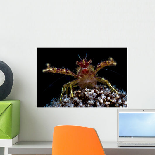 Galathea Squat Lobster with Wall Decal