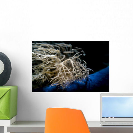 Head Melabi Colemani Nudibranch Close-up Wall Decal