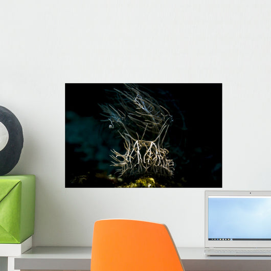 Head Melabi Colemani Nudibranch Wall Decal