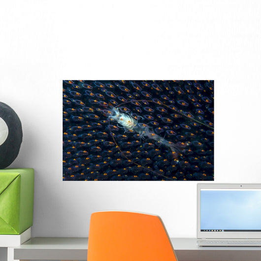Undescribed Shrimp Larva Egg Underneath Wall Decal