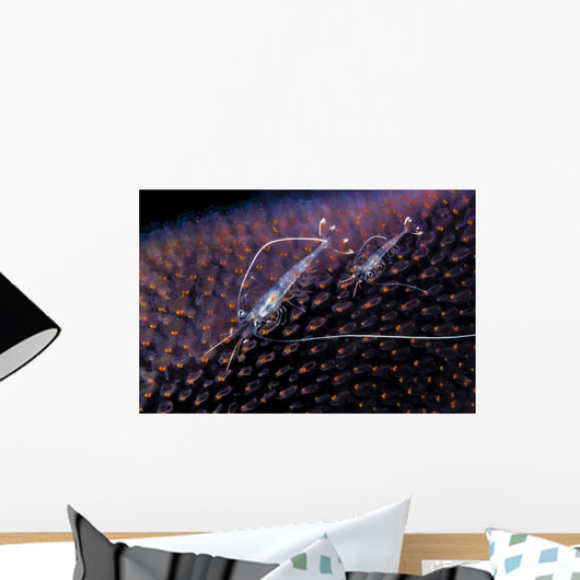 Undescribed Shrimp Larva Egg Wall Decal