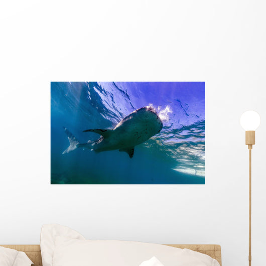 Whale Shark near Surface Wall Decal