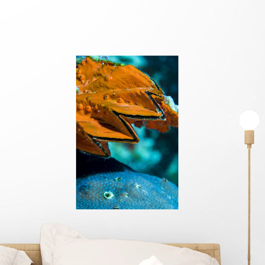 Oyster Cebu Philippines Wall Decal