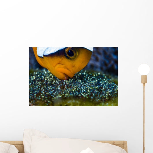 Anemonefish with Eggs Cebu Wall Decal