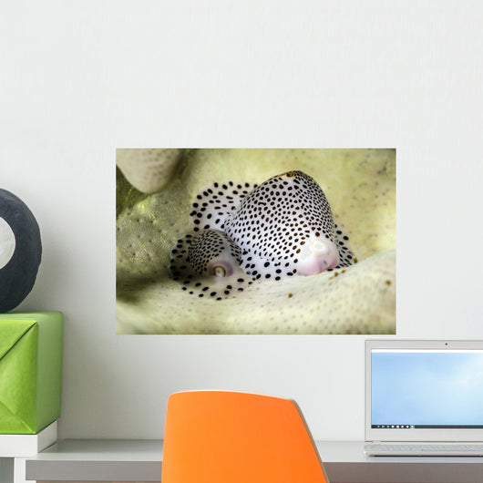 Black-spotted Egg Cowrie Bohol Wall Decal