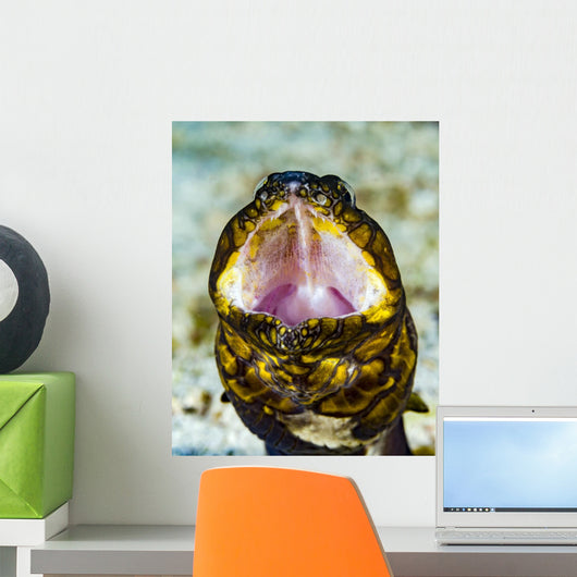 Yawning Napoleon Snake Eel Wall Decal