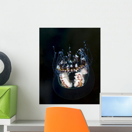 Jellyfish Bohol Sea Philippines Wall Decal