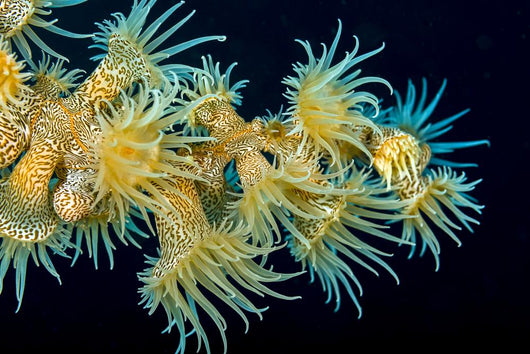 Beautiful Tiger Anemone Colony Wall Decal