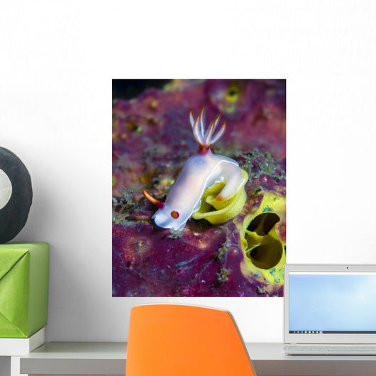 Bullock's Hypselodoris with Eggs Wall Decal