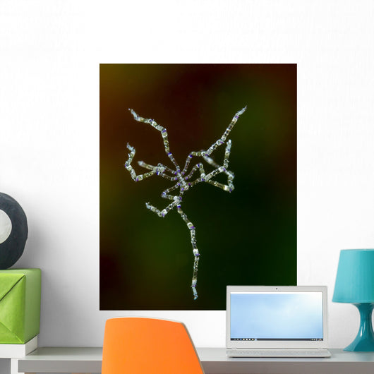 Free Swimming Sea Spider Wall Decal