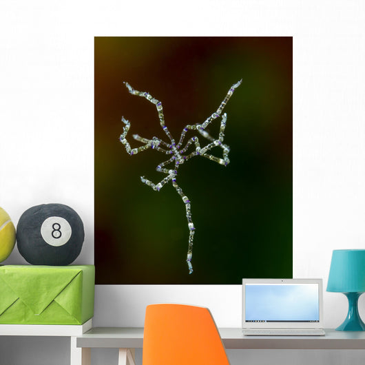 Free Swimming Sea Spider Wall Decal