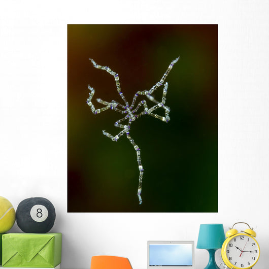 Free Swimming Sea Spider Wall Decal