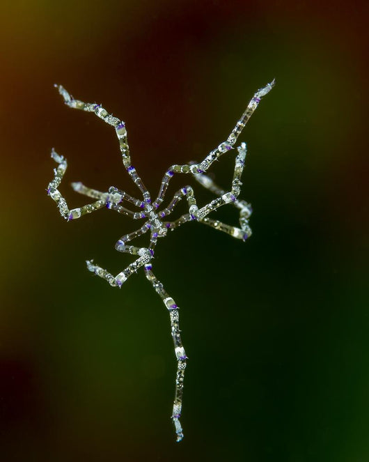 Free Swimming Sea Spider Wall Decal