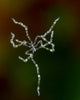 Free Swimming Sea Spider Wall Decal