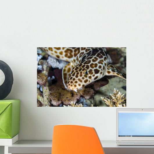 Walking Bamboo Shark Milne Wall Decal