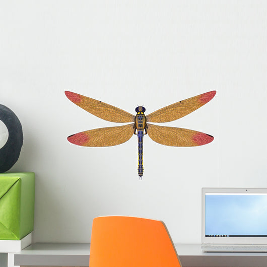 Large Meganeura Dragonfly from Wall Decal