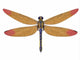 Large Meganeura Dragonfly from Wall Decal