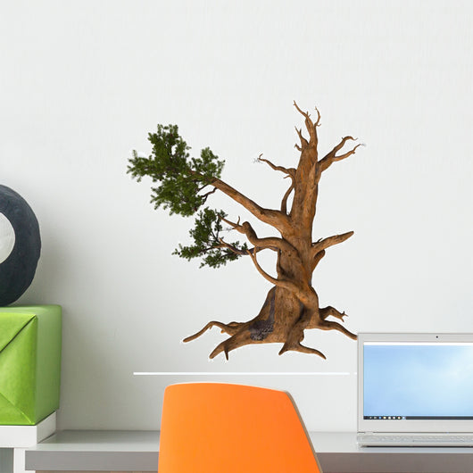 Pinus Aristata Rocky Mountain Wall Decal