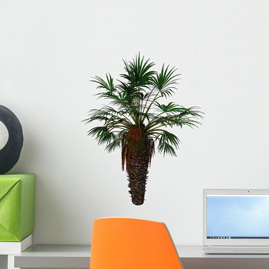 Chamaerops Humilis Is Shrub-like Wall Decal
