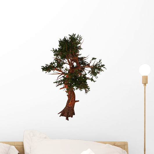 Pinus Aristata Tree White Wall Decal
